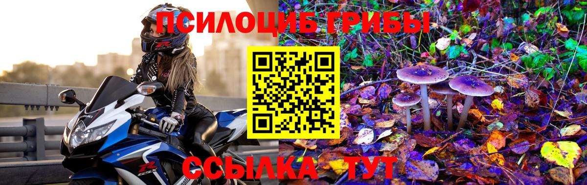 Галлюциногенные грибы Psilocybine cubensis  Киржач 